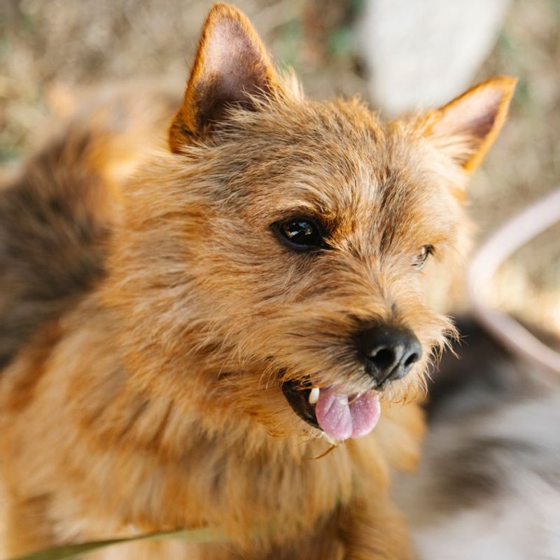 Norwich Terrier - photo galerie 4