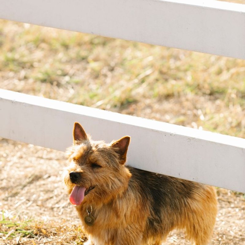 Norwich Terrier - photo galerie 1