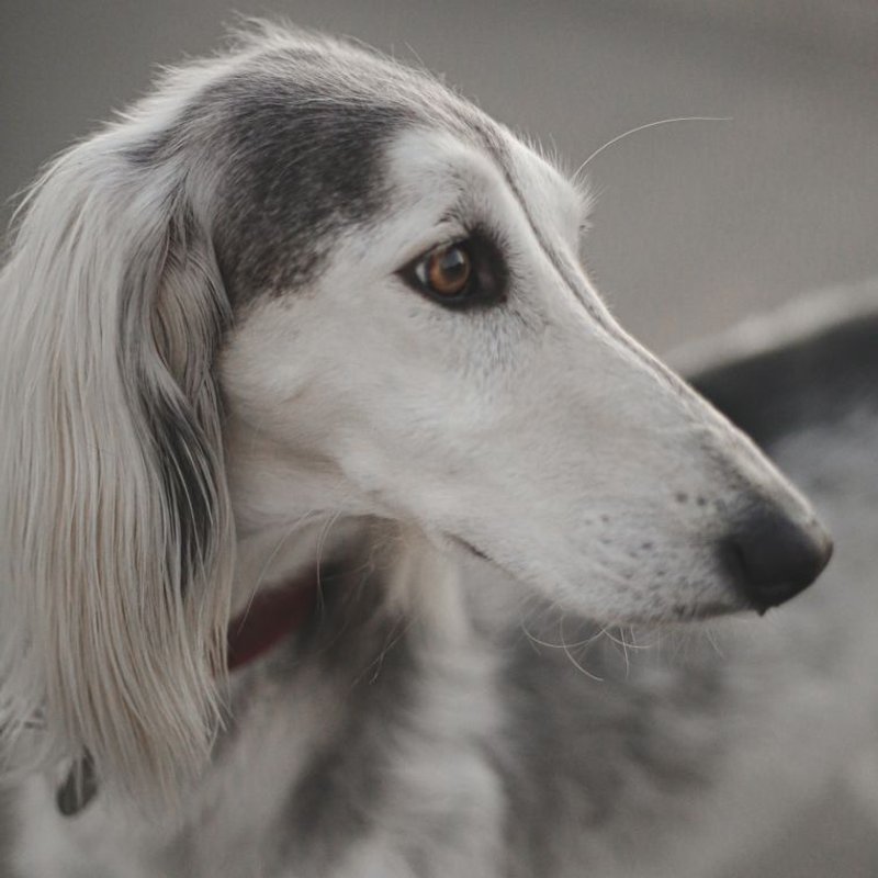 Saluki - photo galerie 1