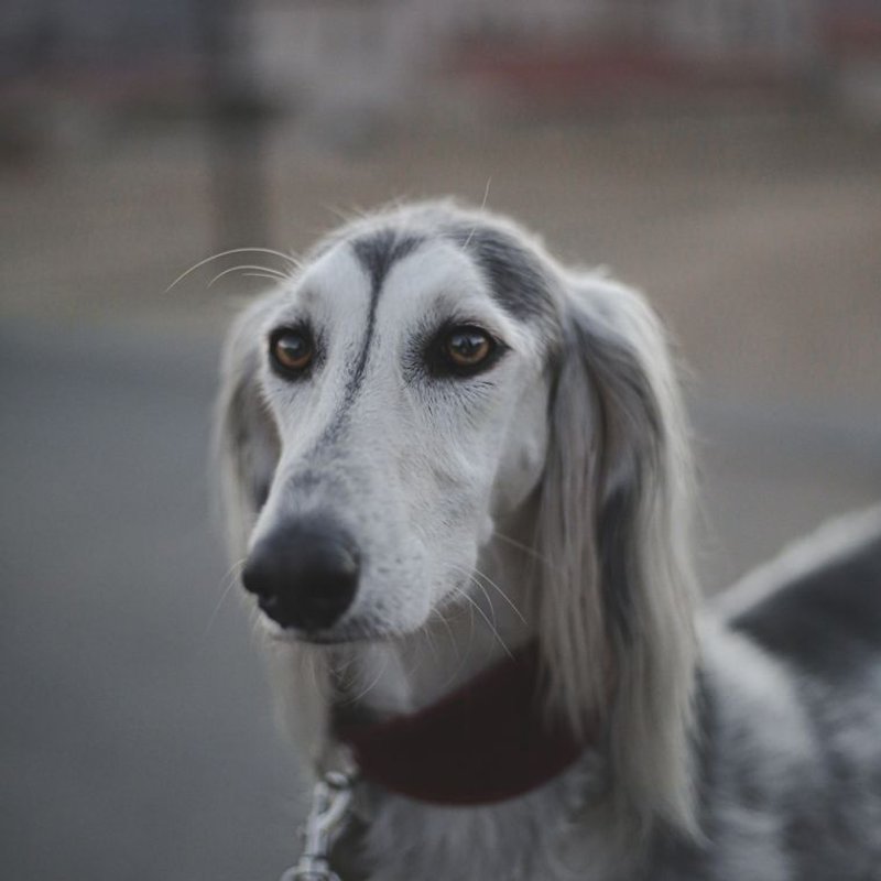 Saluki - photo galerie 4