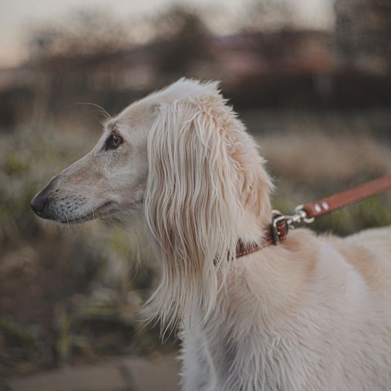 Saluki - photo galerie 3