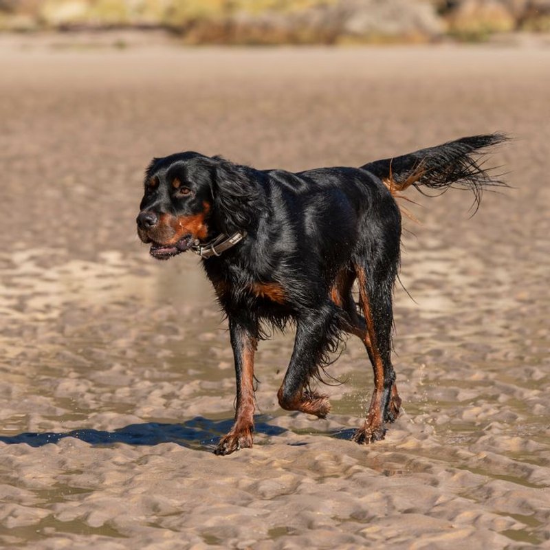 Setter Gordon - photo galerie 4