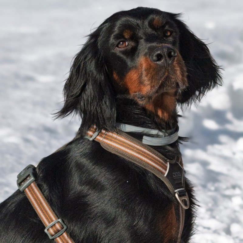 Setter Gordon - photo galerie 3
