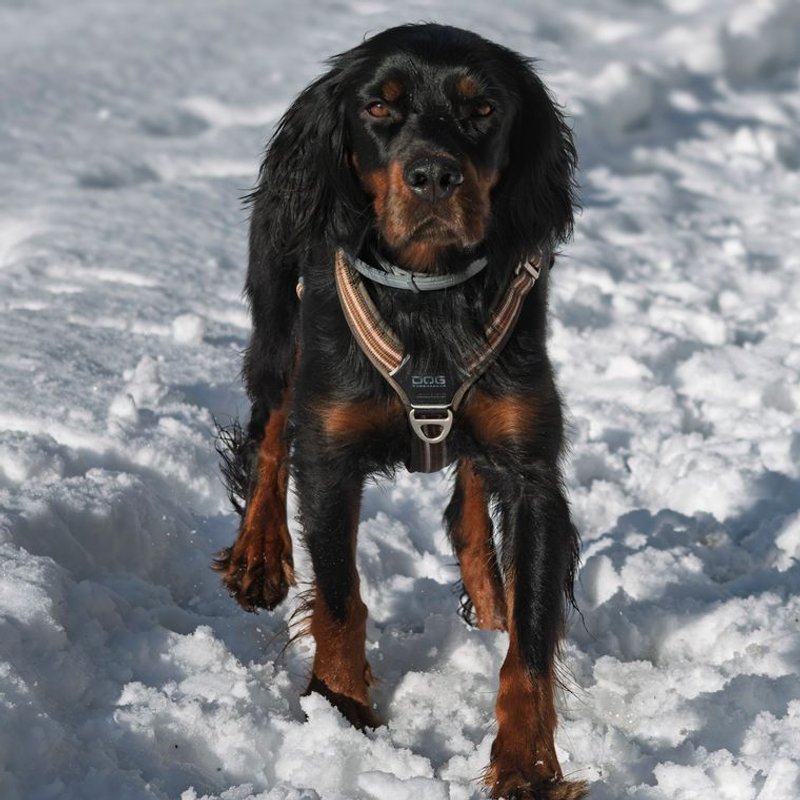 Setter Gordon - photo galerie 1
