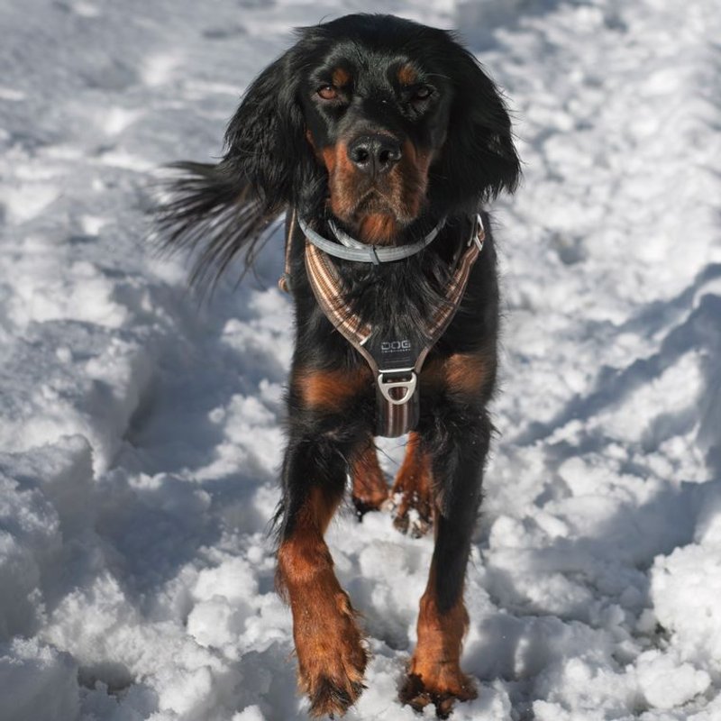 Setter Gordon - photo galerie 2
