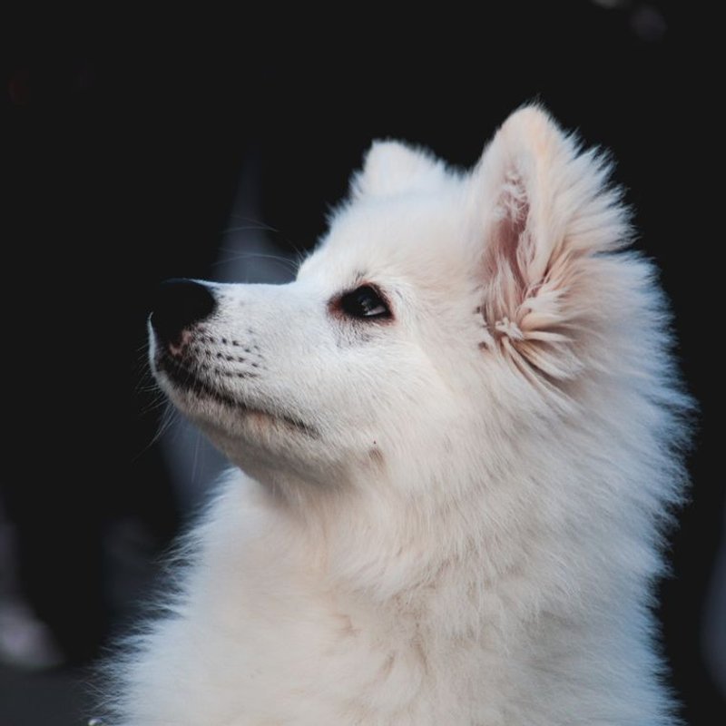 Spitz Japonais - photo galerie 1