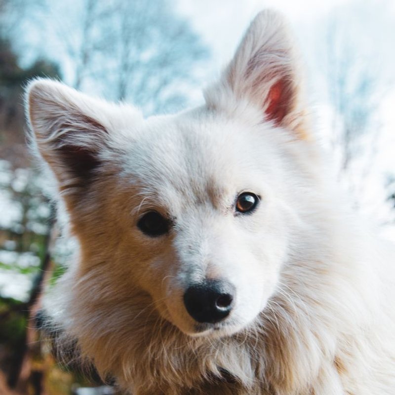 Spitz Japonais - photo galerie 2