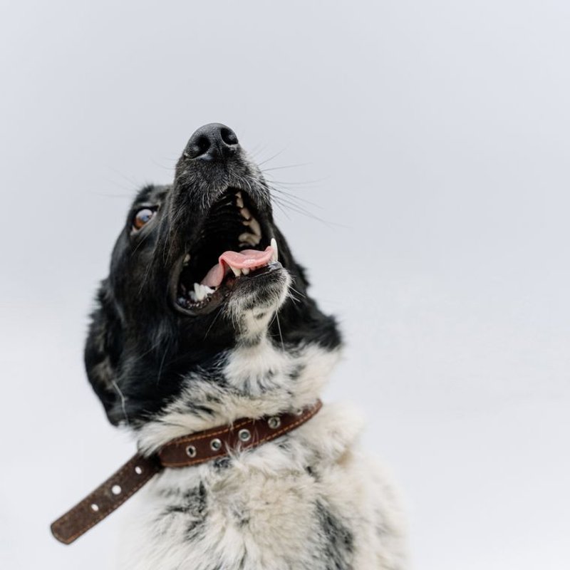 Stabyhoun - photo galerie 4