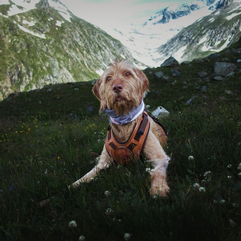 Spinone - photo galerie 1