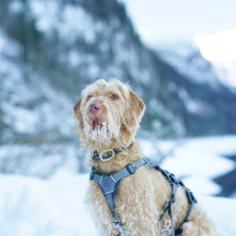 Spinone - photo galerie 2