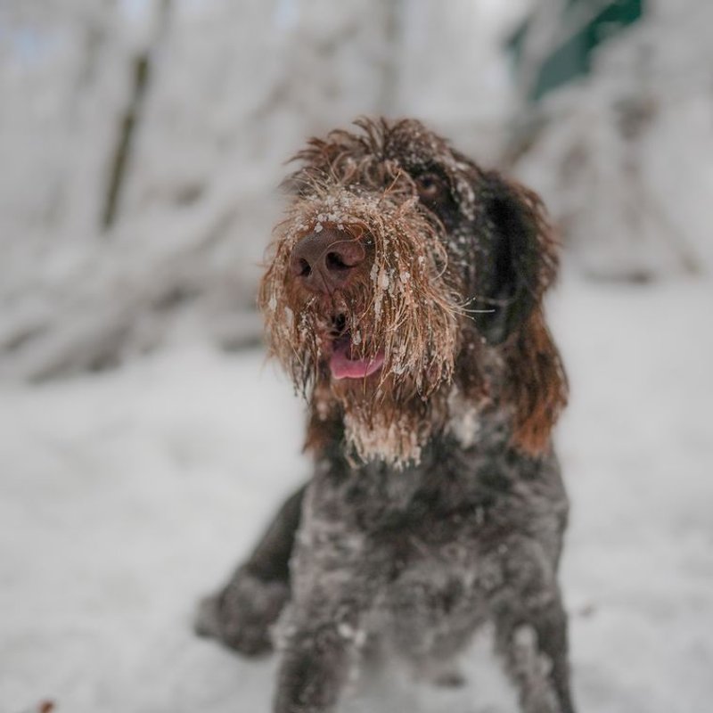 Spinone - photo galerie 4