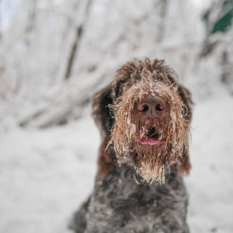 Spinone - photo galerie 3