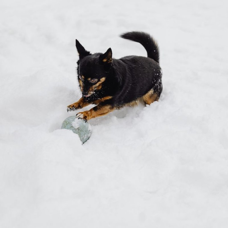 Lancashire heeler - photo galerie 2