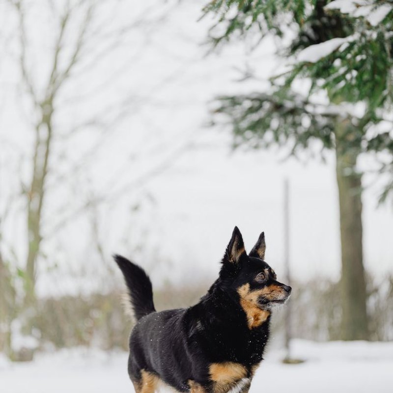 Lancashire heeler - photo galerie 4