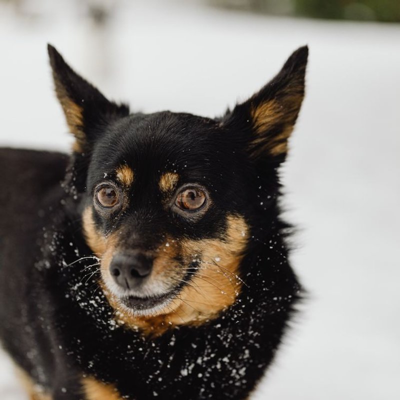 Lancashire heeler - photo galerie 1