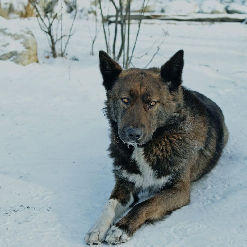 Chien du Groenland - photo galerie 2