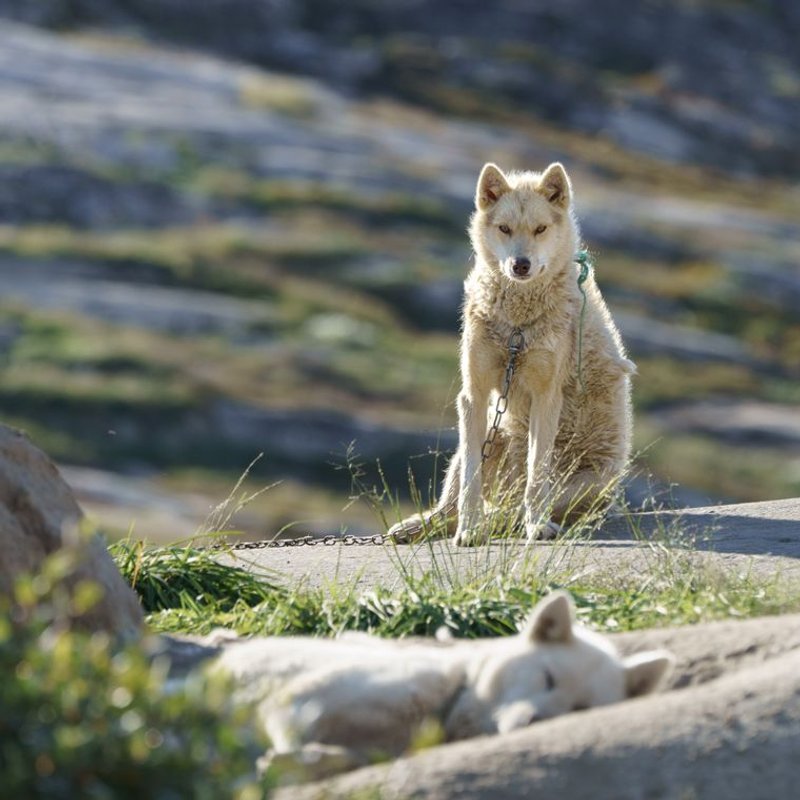 Chien du Groenland - photo galerie 3