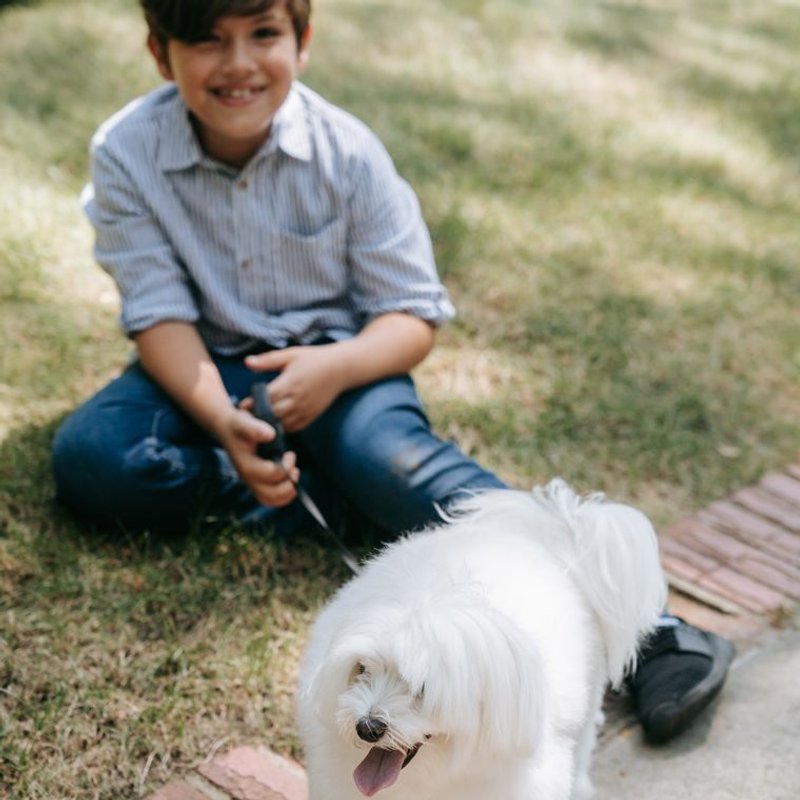 Coton de Tuléar - photo galerie 1