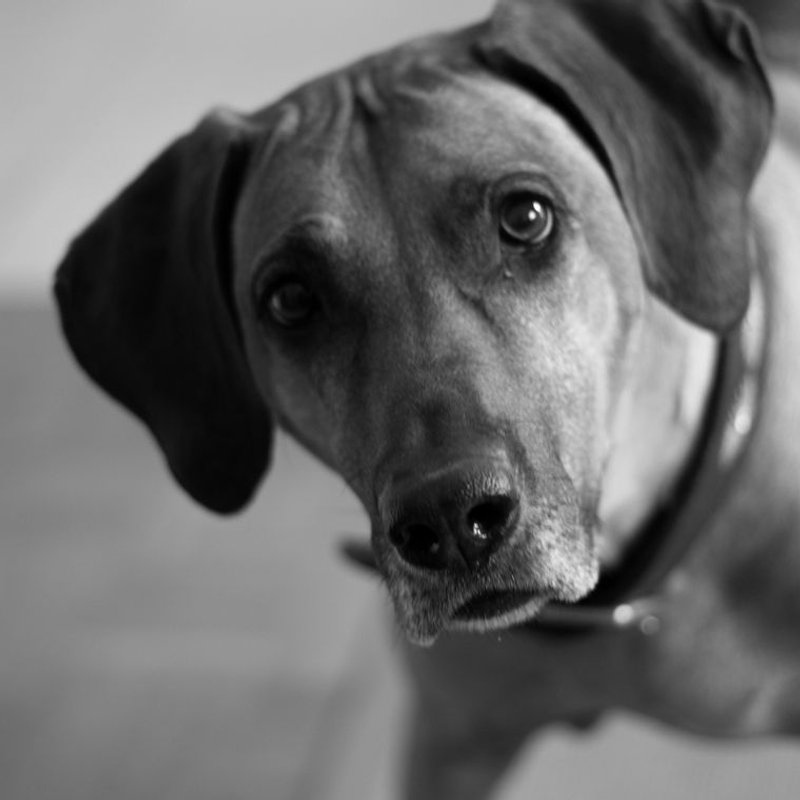 Rhodesian Ridgeback - photo galerie 4