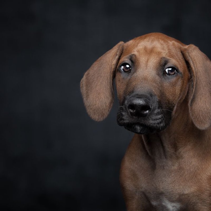 Rhodesian Ridgeback - photo galerie 1