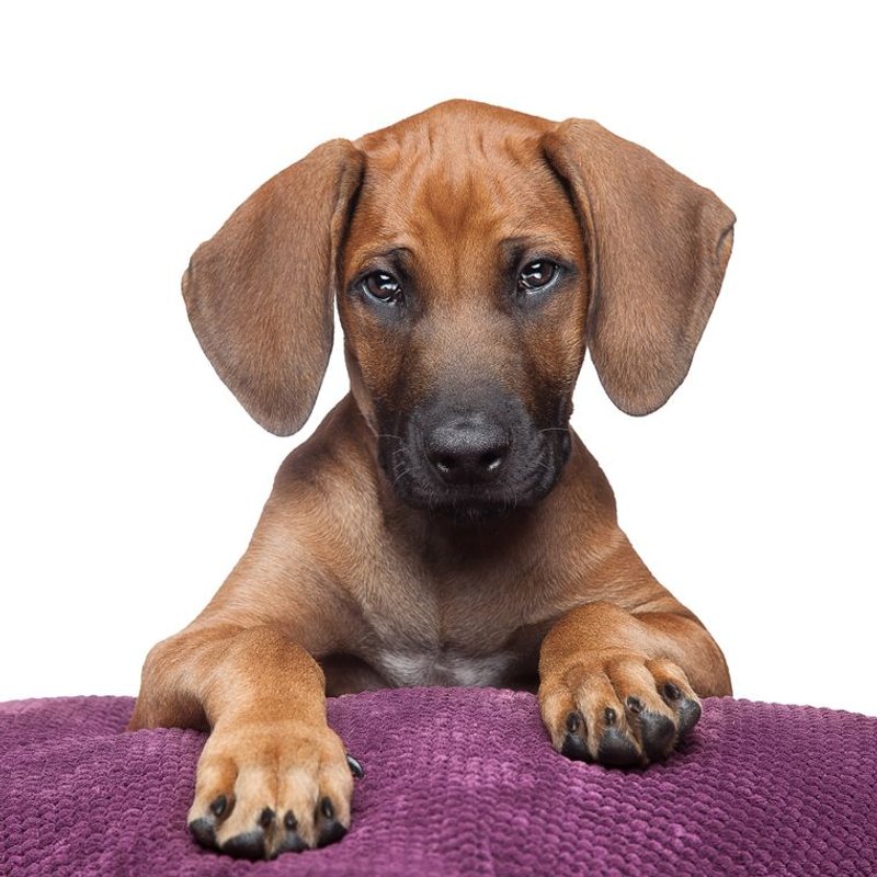 Rhodesian Ridgeback - photo galerie 2