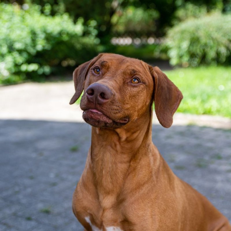 Rhodesian Ridgeback - photo galerie 3