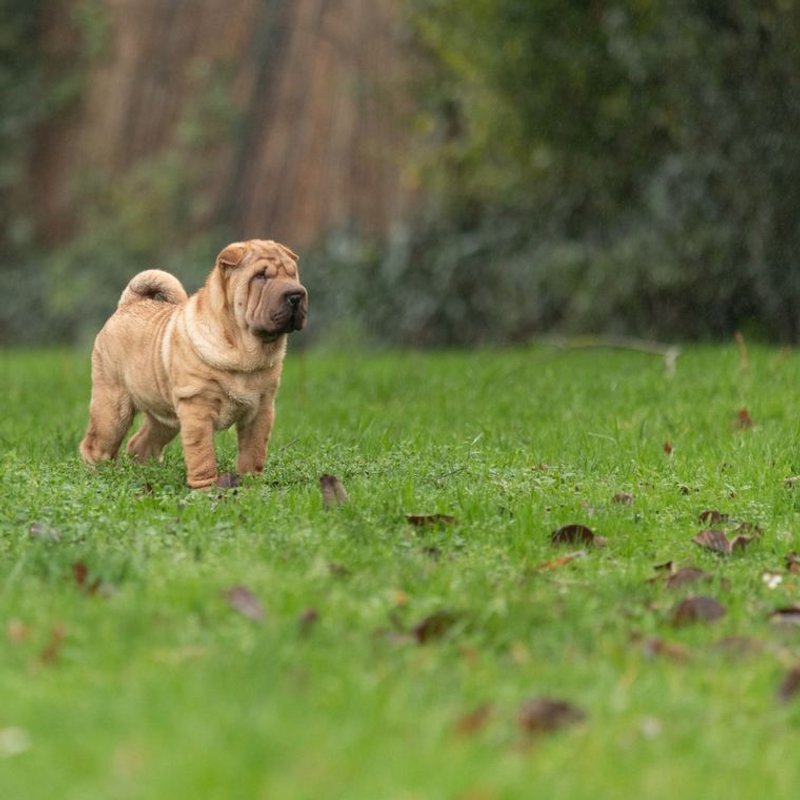 Shar Pei - photo galerie 3