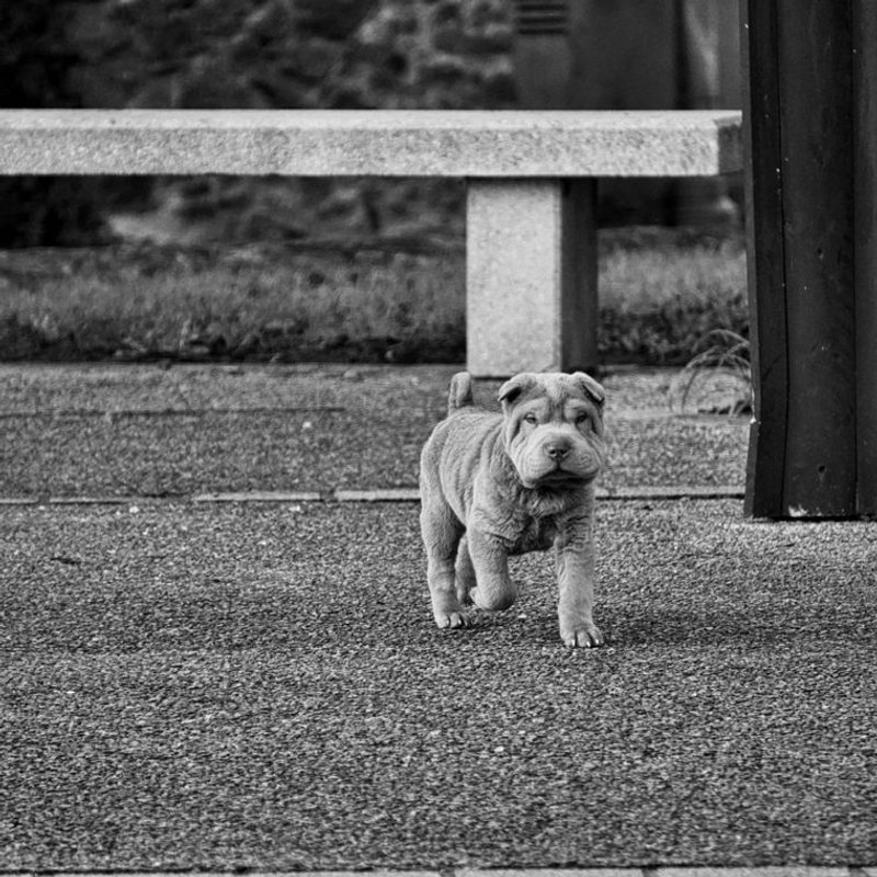 Shar Pei - photo galerie 4
