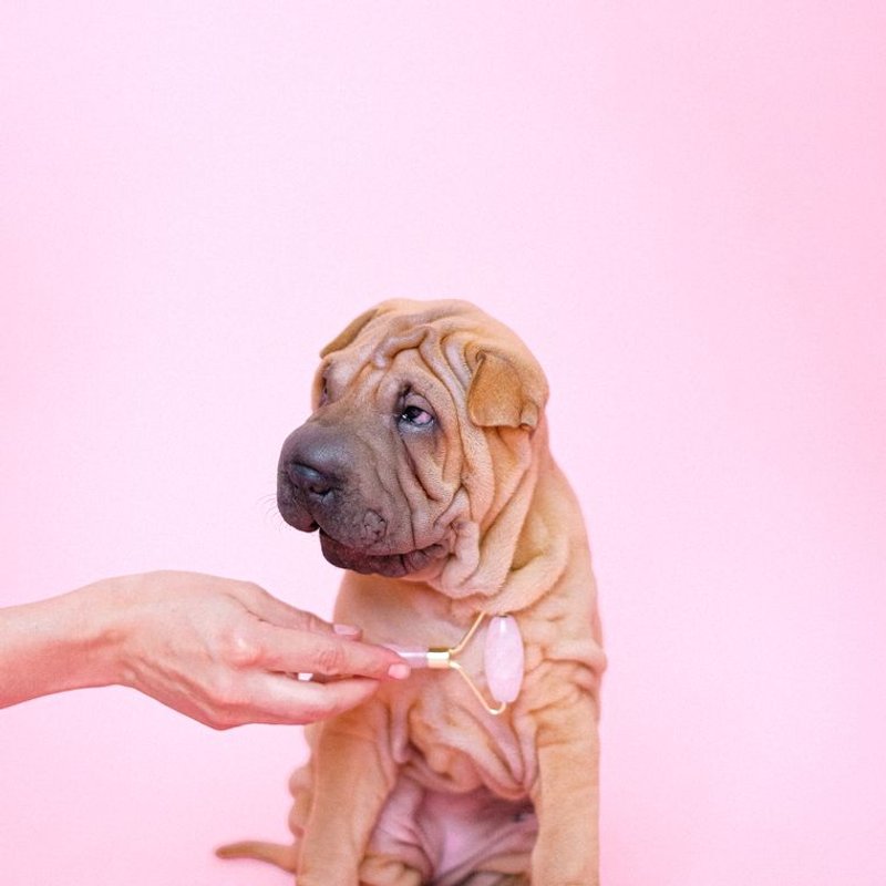 Shar Pei - photo galerie 1