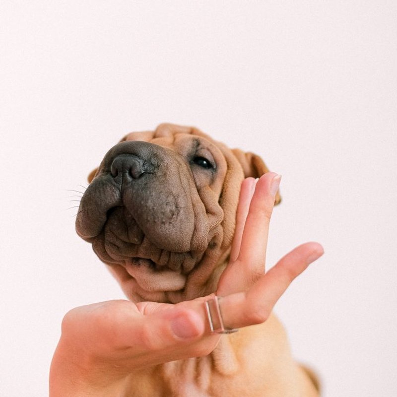 Shar Pei - photo galerie 2