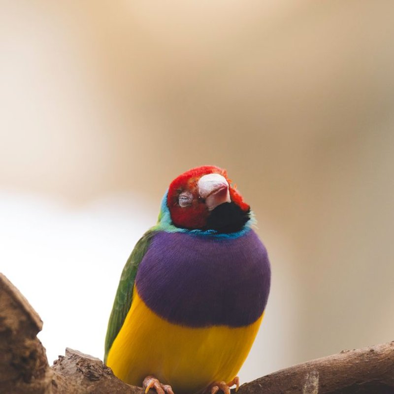 Gould - photo galerie 2