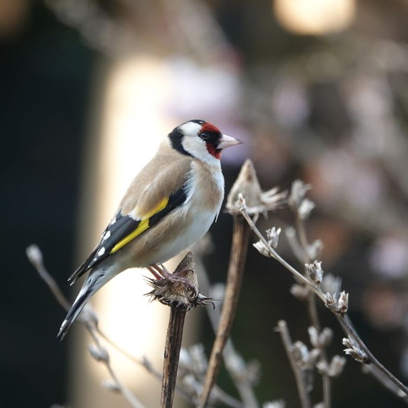 Chardonneret élégant - photo galerie 3