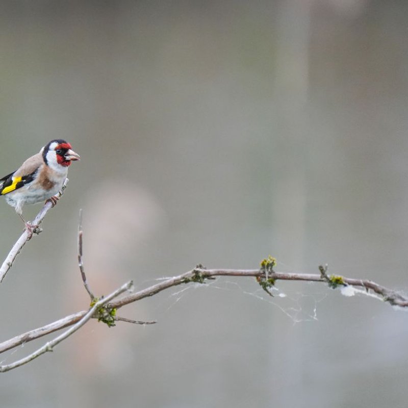 Chardonneret élégant - photo galerie 4