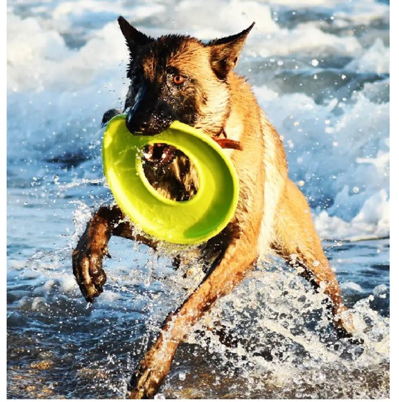 Malinois - photo 1