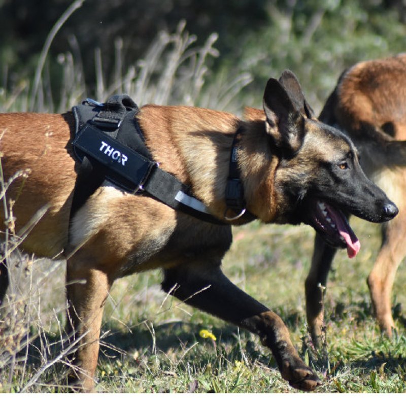 Malinois - photo 2