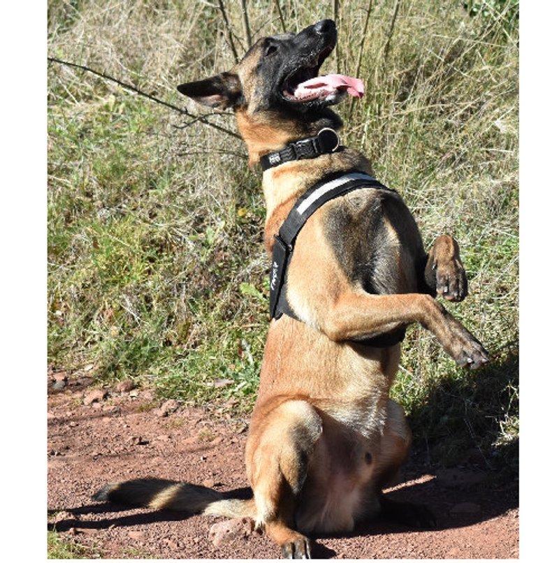 Malinois - photo 4
