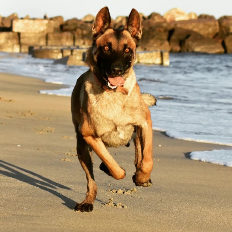 Malinois - photo 3