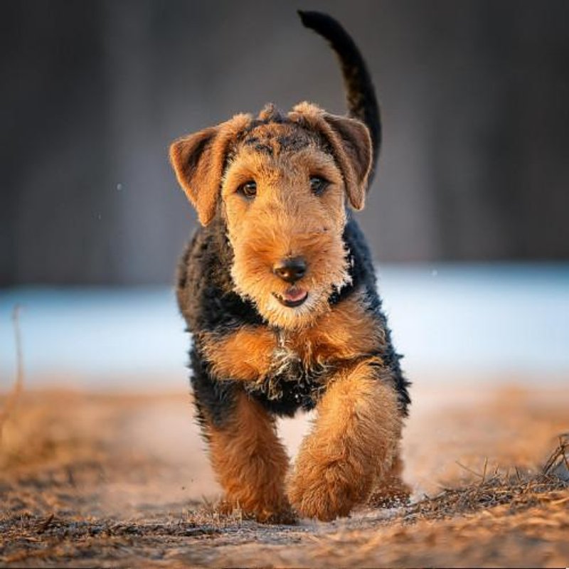 Airedale Terrier - photo 3