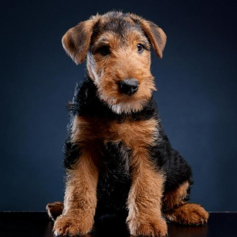Airedale Terrier - photo 4
