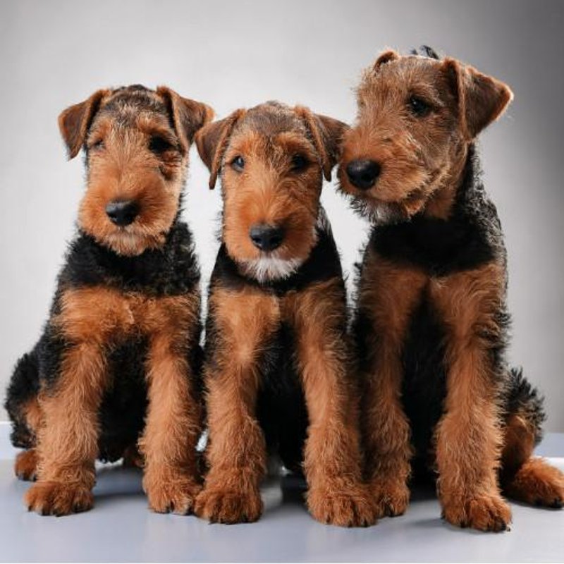 Airedale Terrier - photo 5