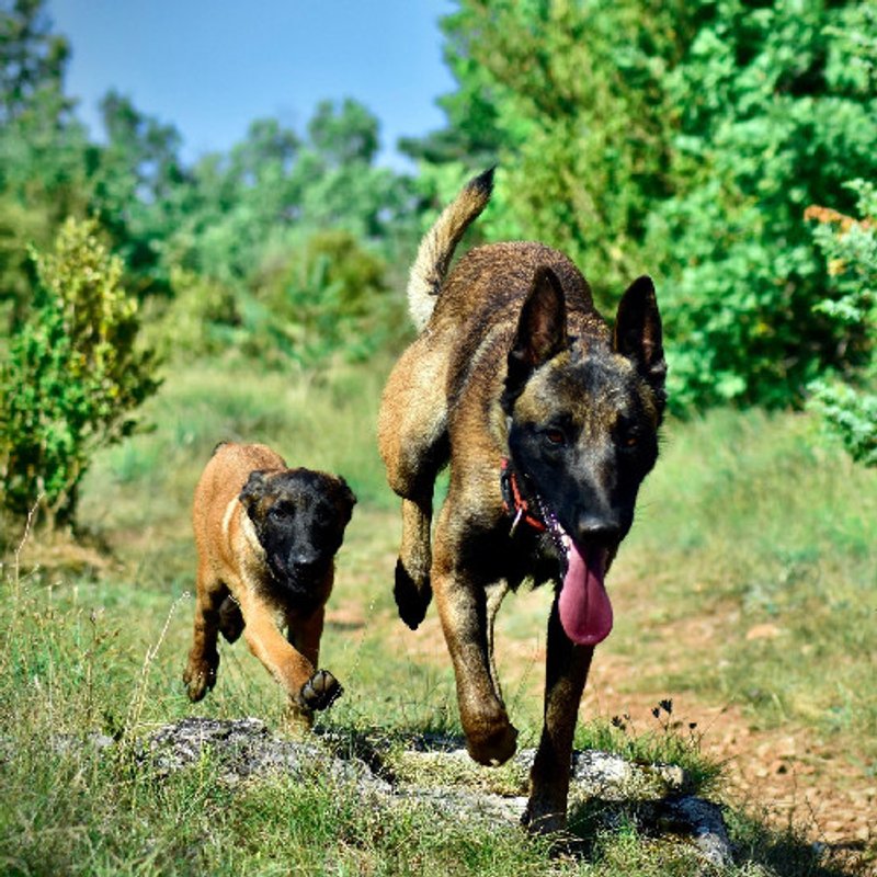 Malinois - photo 9