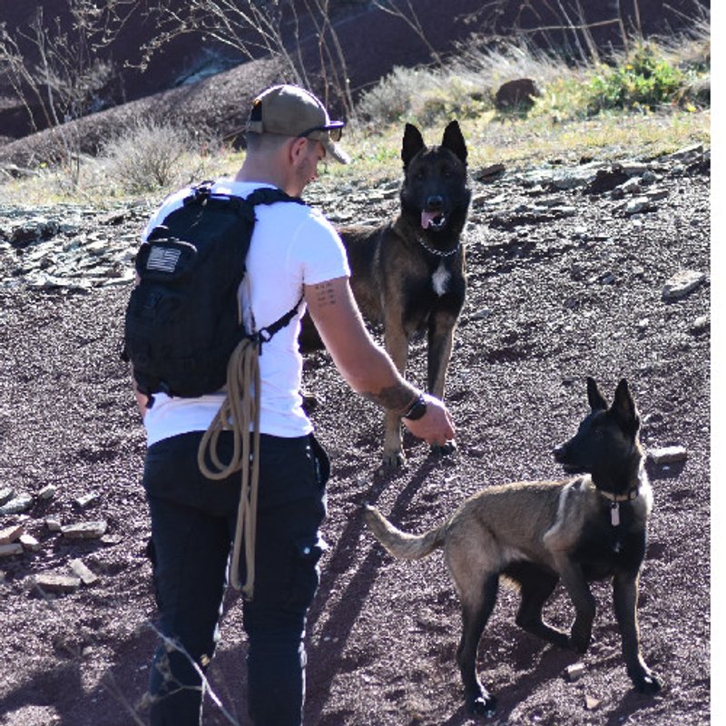 Malinois - photo 8