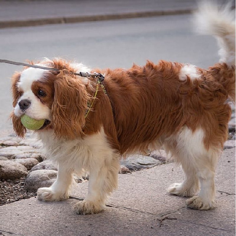 Cavalier King Charles - photo 2