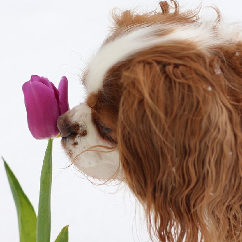 Cavalier King Charles - photo 5