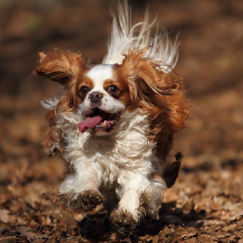 Cavalier King Charles - photo 3