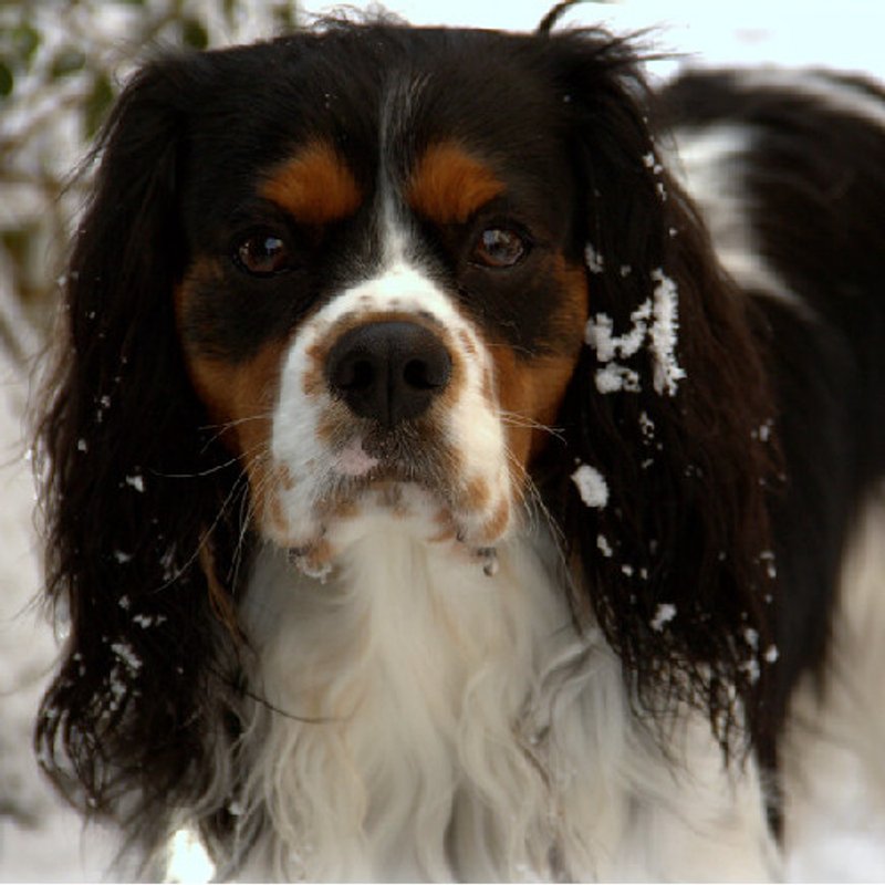 Cavalier King Charles - photo 4