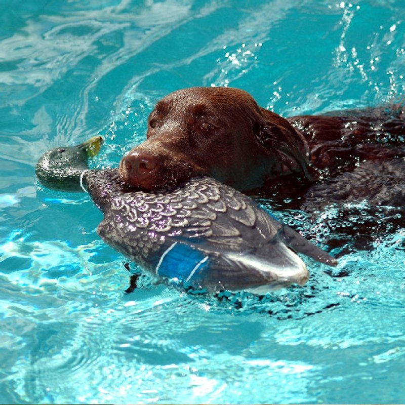 Labrador Retriever - photo 2