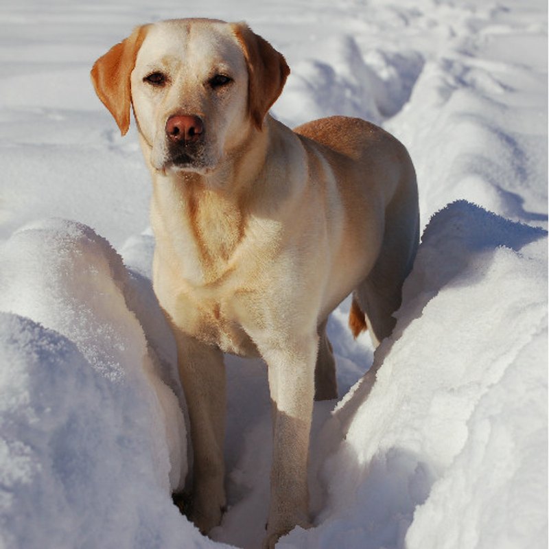 Labrador Retriever - photo 1