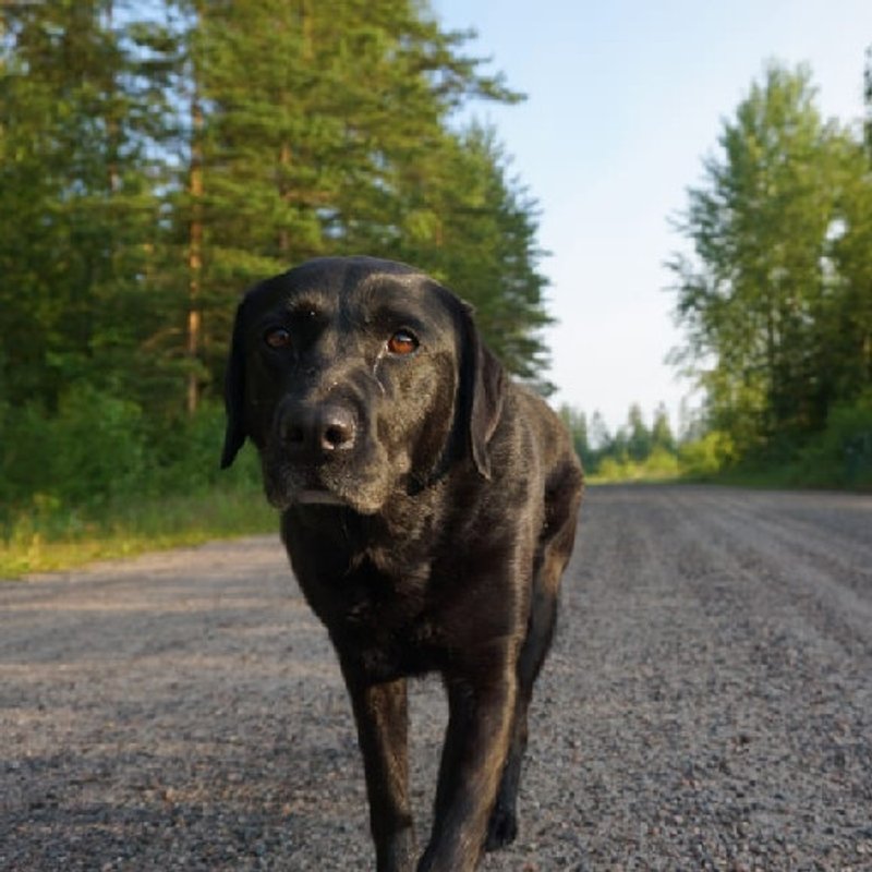 Labrador Retriever - photo 3