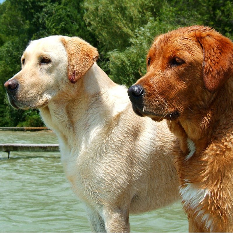 Labrador Retriever - photo 4